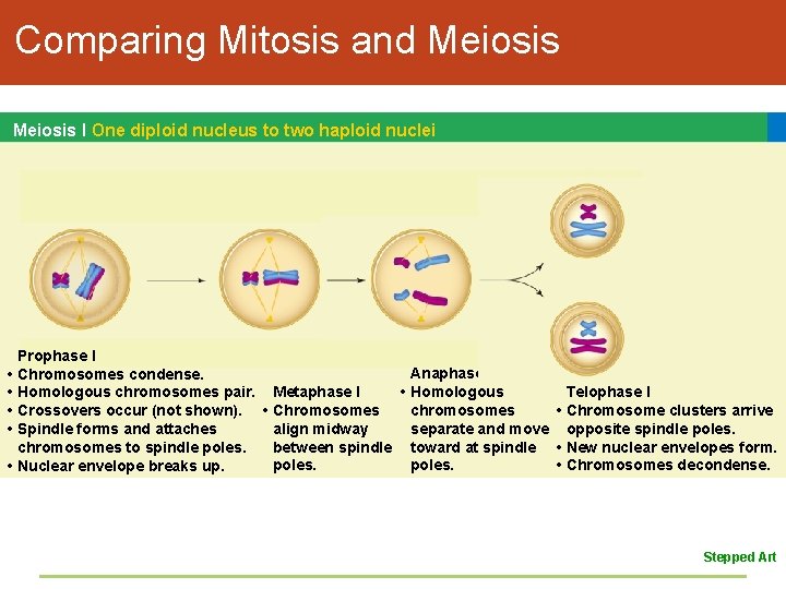 Comparing Mitosis and Meiosis I One diploid nucleus to two haploid nuclei Prophase I