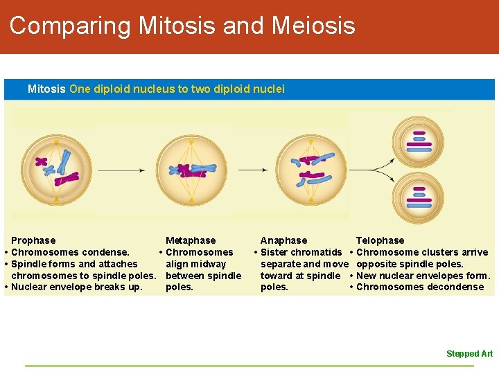 Comparing Mitosis and Meiosis Mitosis One diploid nucleus to two diploid nuclei Prophase •