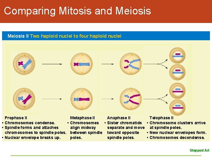 Comparing Mitosis and Meiosis II Two haploid nuclei to four haploid nuclei Prophase II