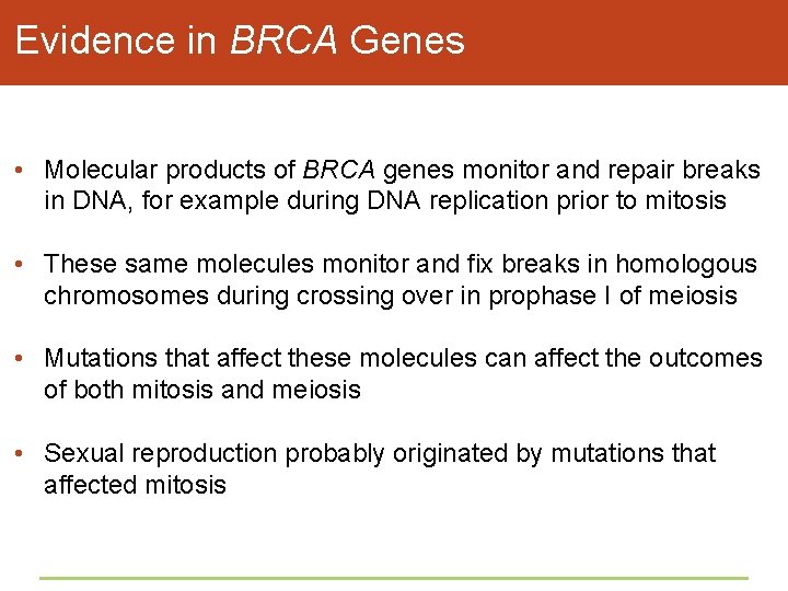 Evidence in BRCA Genes • Molecular products of BRCA genes monitor and repair breaks