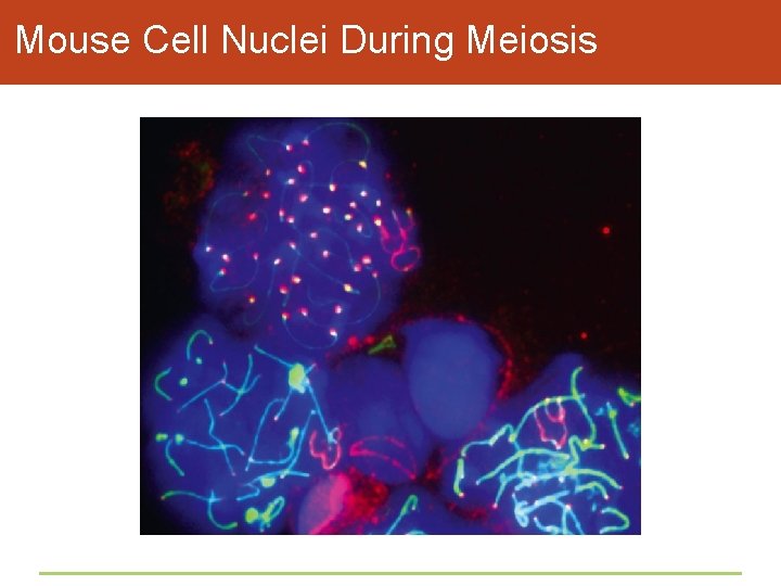 Mouse Cell Nuclei During Meiosis 