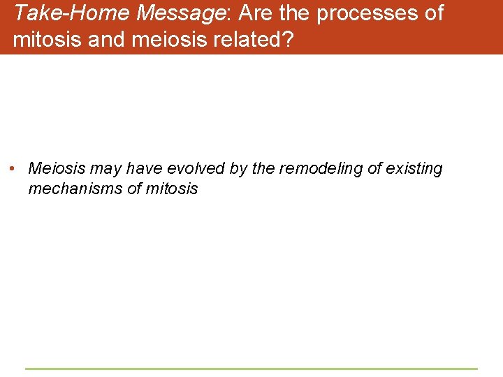 Take-Home Message: Are the processes of mitosis and meiosis related? • Meiosis may have