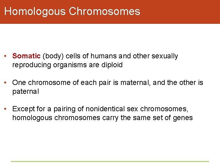 Homologous Chromosomes • Somatic (body) cells of humans and other sexually reproducing organisms are