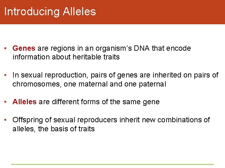 Introducing Alleles • Genes are regions in an organism’s DNA that encode information about