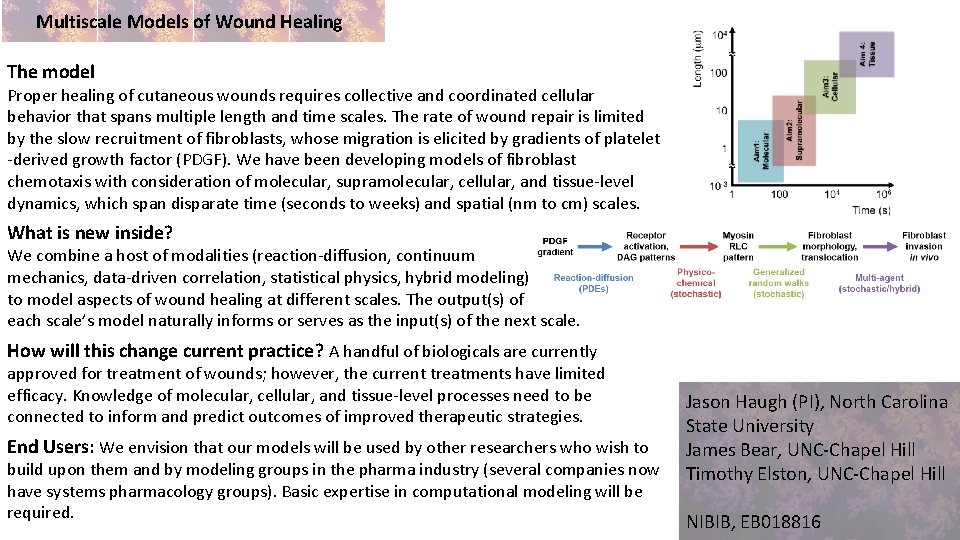 Multiscale Models of Wound Healing The model Proper healing of cutaneous wounds requires collective