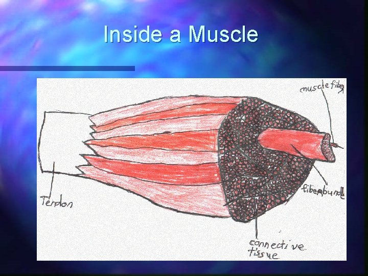 Inside a Muscle 