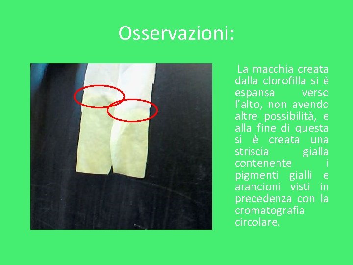 Osservazioni: La macchia creata dalla clorofilla si è espansa verso l’alto, non avendo altre Osservazioni: La macchia creata dalla clorofilla si è espansa verso l’alto, non avendo altre