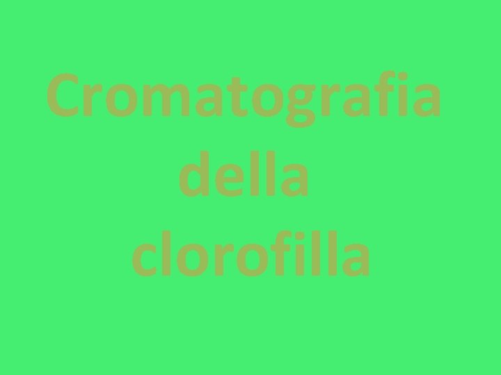 Cromatografia della clorofilla Cromatografia della clorofilla