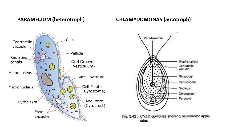 PARAMECIUM (heterotroph) CHLAMYDOMONAS (autotroph) 
