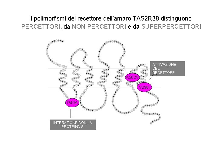 I polimorfismi del recettore dell’amaro TAS 2 R 38 distinguono PERCETTORI, da NON PERCETTORI