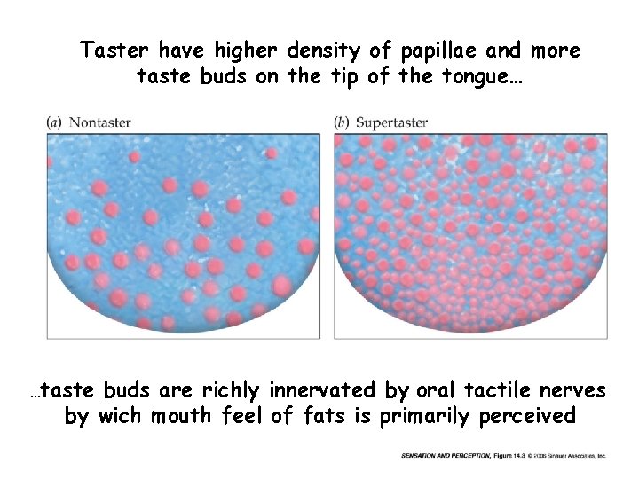 Taster have higher density of papillae and more taste buds on the tip of