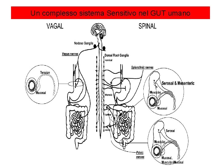 Un complesso sistema Sensitivo nel GUT umano 