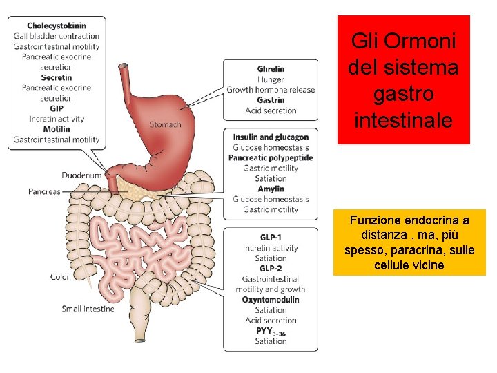 Gli Ormoni del sistema gastro intestinale Funzione endocrina a distanza , ma, più spesso,