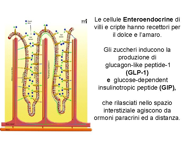 Le cellule Enteroendocrine di villi e cripte hanno recettori per il dolce e l’amaro.