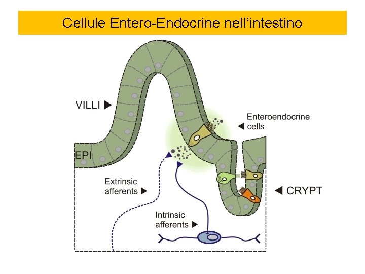 Cellule Entero-Endocrine nell’intestino 