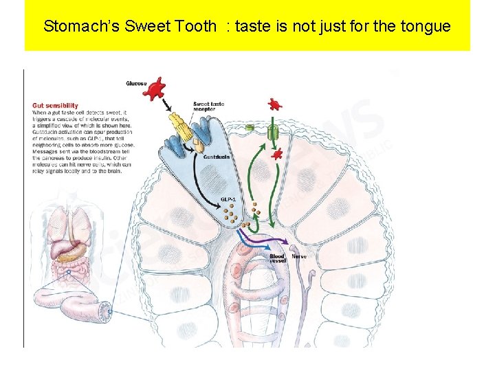 Stomach’s Sweet Tooth : taste is not just for the tongue 