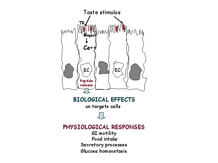 Taste stimulus TR Gαgust Ca++ EC EC Peptide release BIOLOGICAL EFFECTS on targets cells