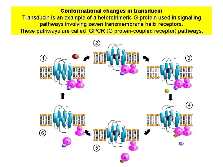 Conformational changes in transducin Transducin is an example of a heterotrimeric G-protein used in