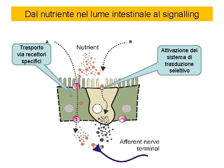 Dal nutriente nel lume intestinale al signalling Trasporto via recettori specifici Attivazione del sistema
