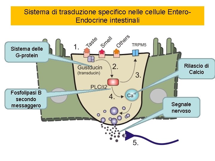 Sistema di trasduzione specifico nelle cellule Entero. Endocrine intestinali Sistema delle G-protein Rilascio di