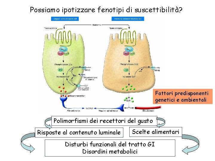 Possiamo ipotizzare fenotipi di suscettibilità? Fattori predisponenti genetici e ambientali Polimorfismi dei recettori del