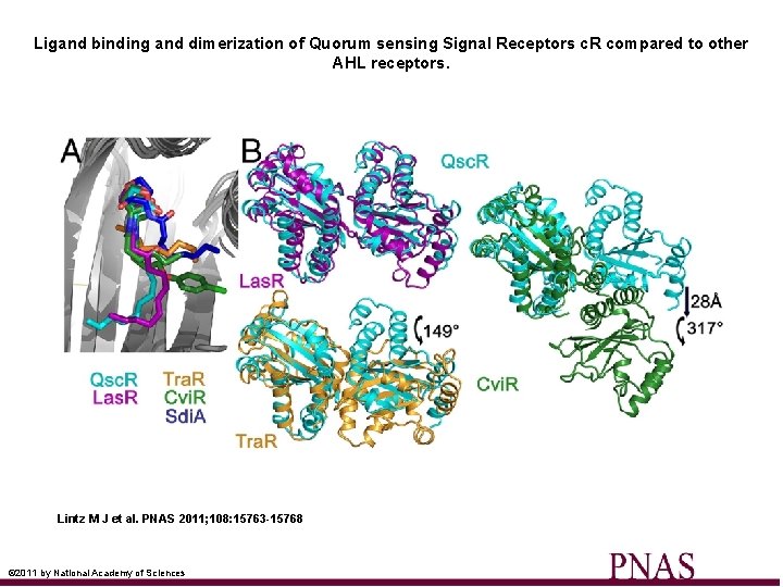 Ligand binding and dimerization of Quorum sensing Signal Receptors c. R compared to other