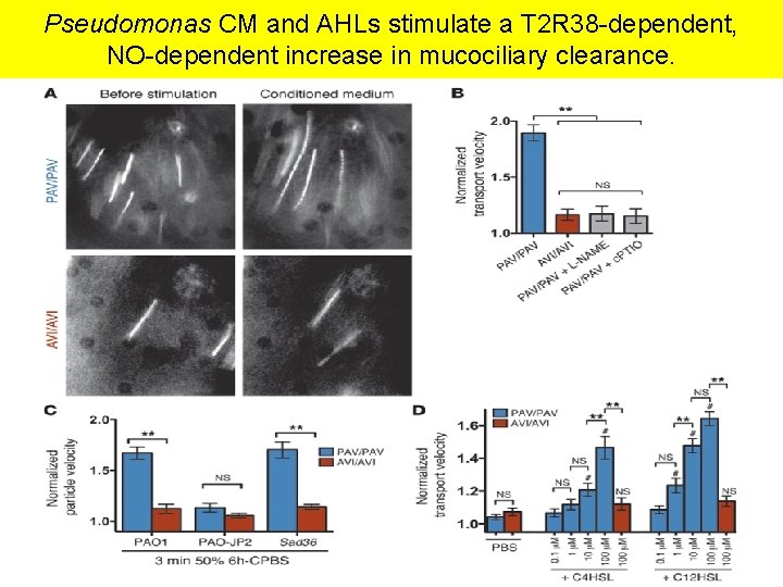 Pseudomonas CM and AHLs stimulate a T 2 R 38 -dependent, NO-dependent increase in