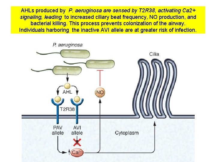 AHLs produced by P. aeruginosa are sensed by T 2 R 38, activating Ca