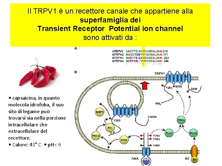 Il TRPV 1 è un recettore canale che appartiene alla superfamiglia dei Transient Receptor