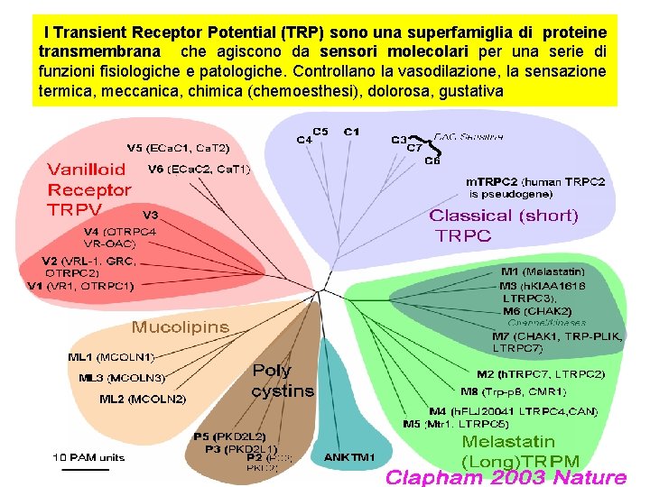  I Transient Receptor Potential (TRP) sono una superfamiglia di proteine transmembrana che agiscono