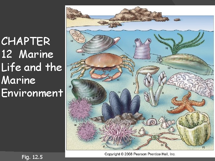 CHAPTER 12 Marine Life and the Marine Environment Fig. 12. 5 