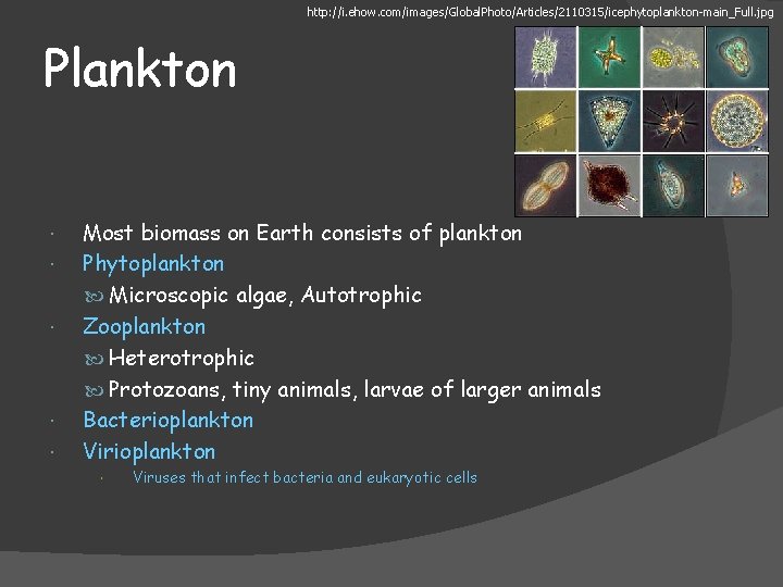 http: //i. ehow. com/images/Global. Photo/Articles/2110315/icephytoplankton-main_Full. jpg Plankton Most biomass on Earth consists of plankton
