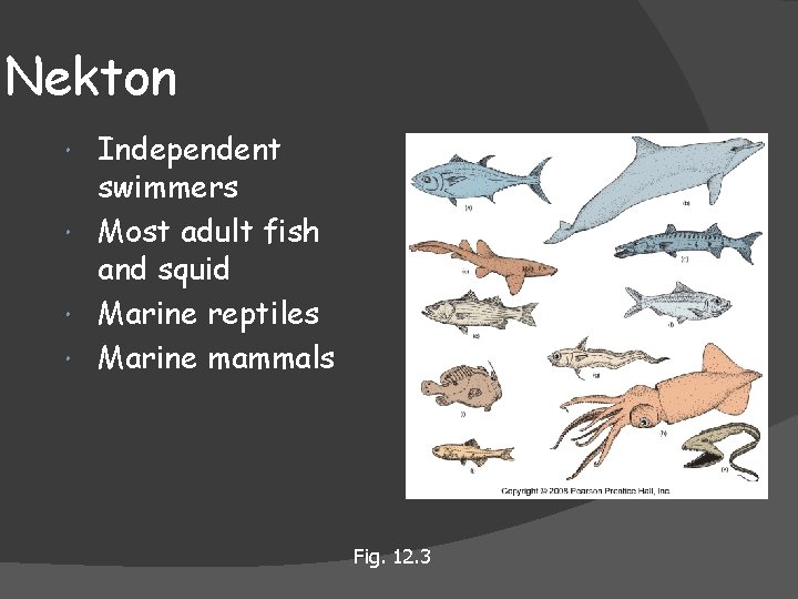 Nekton Independent swimmers Most adult fish and squid Marine reptiles Marine mammals Fig. 12.