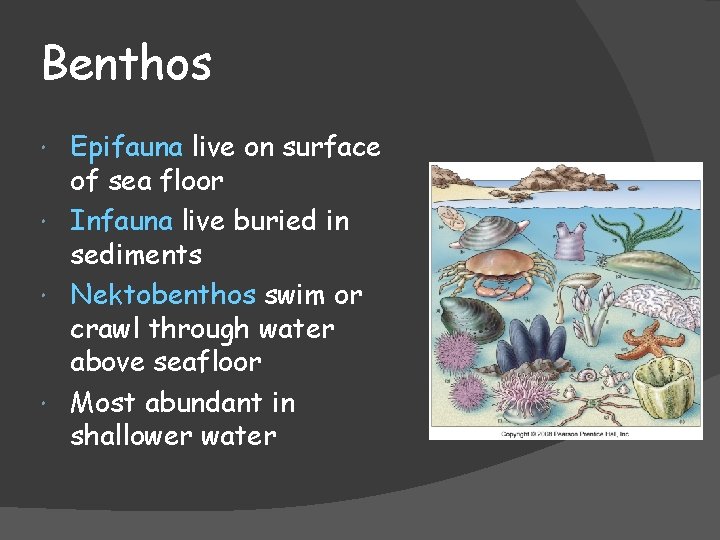 Benthos Epifauna live on surface of sea floor Infauna live buried in sediments Nektobenthos