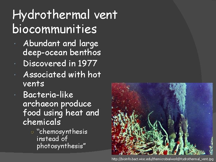 Hydrothermal vent biocommunities Abundant and large deep-ocean benthos Discovered in 1977 Associated with hot