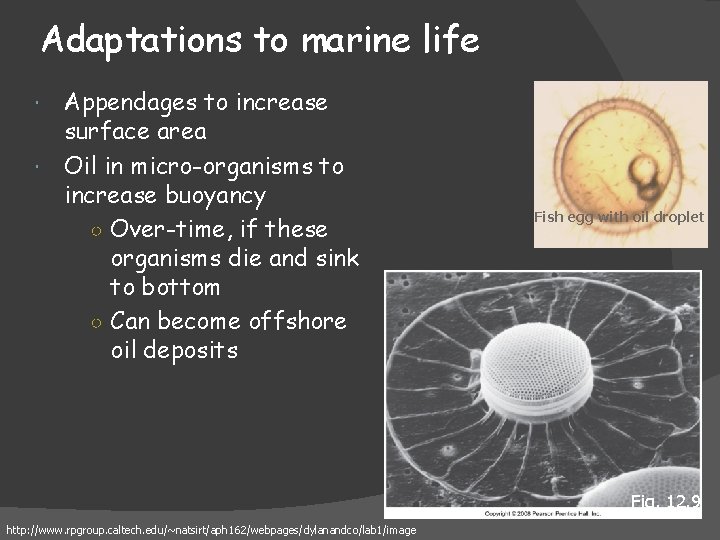 Adaptations to marine life Appendages to increase surface area Oil in micro-organisms to increase