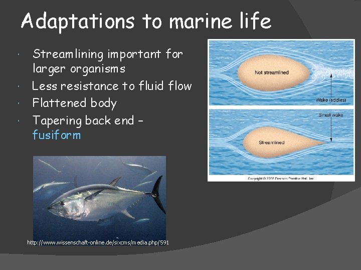 Adaptations to marine life Streamlining important for larger organisms Less resistance to fluid flow