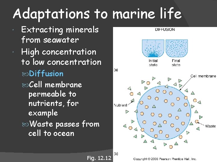 Adaptations to marine life Extracting minerals from seawater High concentration to low concentration Diffusion