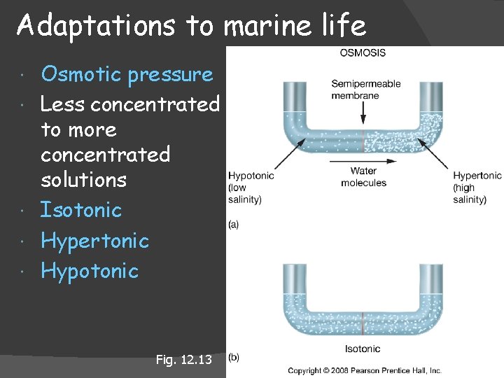 Adaptations to marine life Osmotic pressure Less concentrated to more concentrated solutions Isotonic Hypertonic