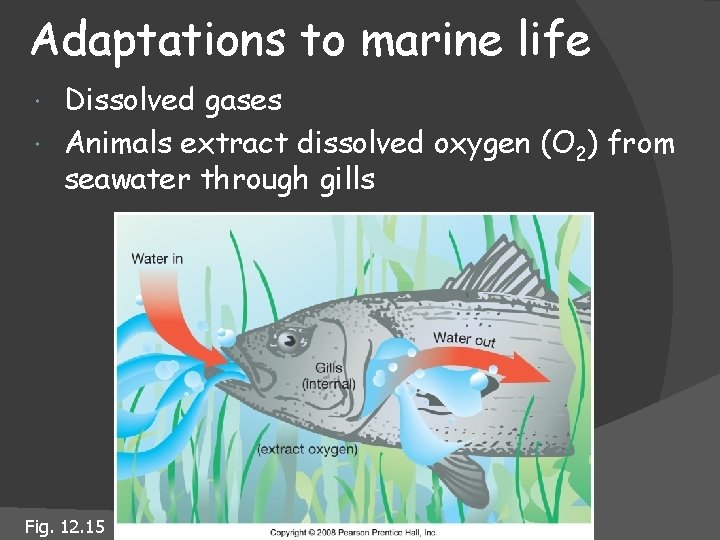 Adaptations to marine life Dissolved gases Animals extract dissolved oxygen (O 2) from seawater
