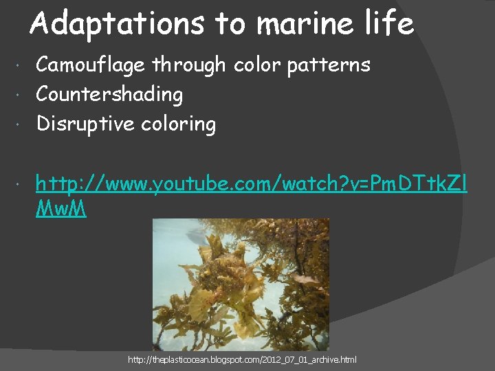Adaptations to marine life Camouflage through color patterns Countershading Disruptive coloring http: //www. youtube.