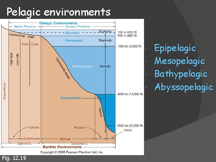 Pelagic environments Fig. 12. 19 Epipelagic Mesopelagic Bathypelagic Abyssopelagic 