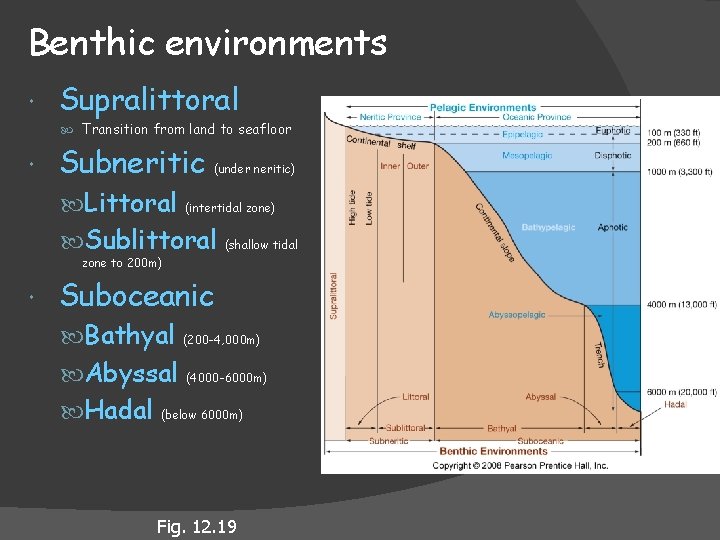 Benthic environments Supralittoral Transition from land to seafloor Subneritic (under neritic) Littoral (intertidal zone)