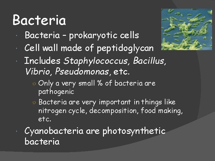 Bacteria – prokaryotic cells Cell wall made of peptidoglycan Includes Staphylococcus, Bacillus, Vibrio, Pseudomonas,