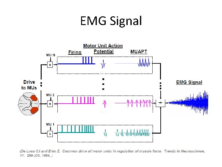 EMG Signal 