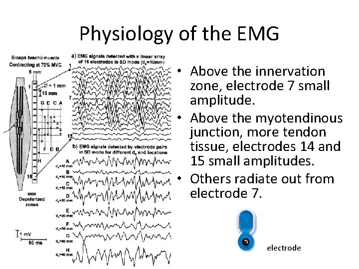 Physiology of the EMG • Above the innervation zone, electrode 7 small amplitude. •