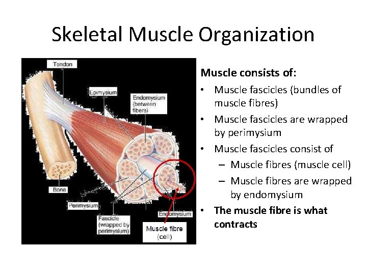 Skeletal Muscle Organization Muscle consists of: • Muscle fascicles (bundles of muscle fibres) •