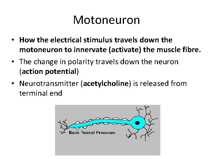 Motoneuron • How the electrical stimulus travels down the motoneuron to innervate (activate) the
