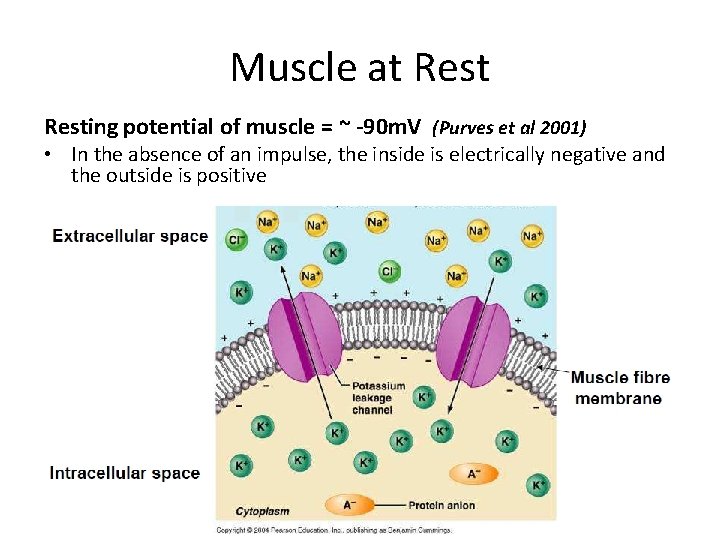 Muscle at Resting potential of muscle = ~ -90 m. V (Purves et al