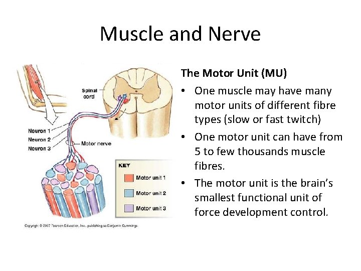 Muscle and Nerve The Motor Unit (MU) • One muscle may have many motor